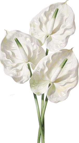 Ornaments