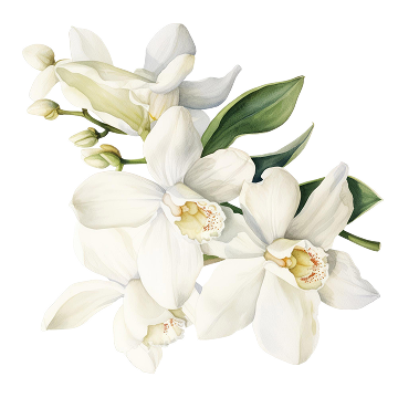 Ornaments
